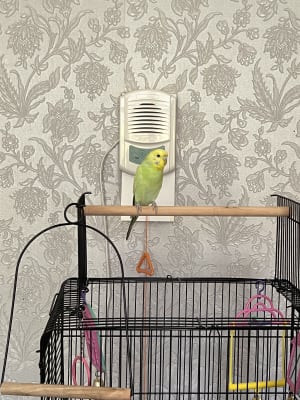 Pets at top home budgie cages