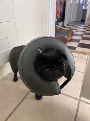 Pets at on sale home dog cone