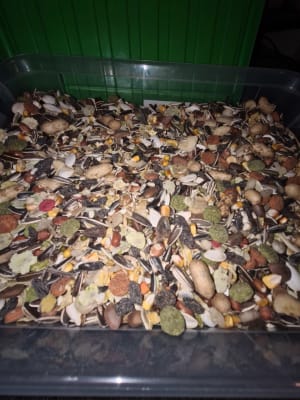Pets at shop home parrot food