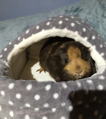 Pets at Home Small Animal Spotty Hoody Bed Pets At Home