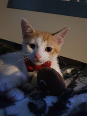 Cat bow tie top pets at home