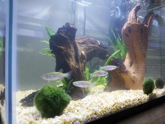 Pets at home top children's fish tank