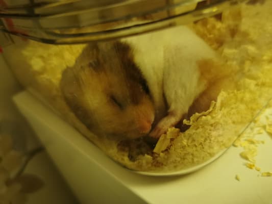 zolux hamster