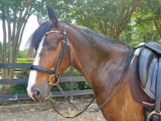 Mors à filet et à maillons français pour cheval Weatherbeeta Korsteel