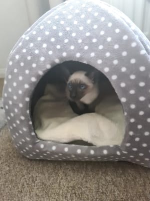 Pets at home cat igloo store