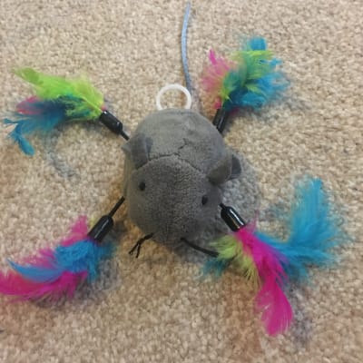Pets at shop home cat toys