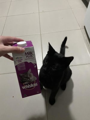 Whiskas milk plus new arrivals