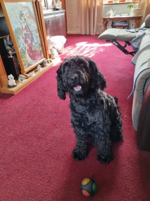 Ava cockapoo sales