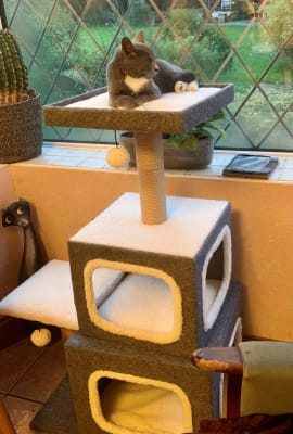 Cook climb and perch cat sale scratch post