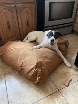 Large carhartt dog bed on sale