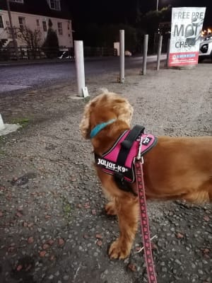 Julius k9 shop cocker spaniel size