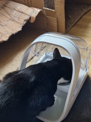Microchip activated cat top feeder