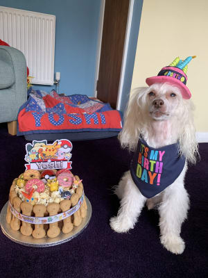 Party Dog Birthday Hat X Small Small Pets At Home