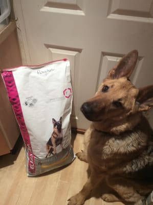 Eukanuba German Shepherd Dry Adult Dog Food Chicken 12kg Pets At