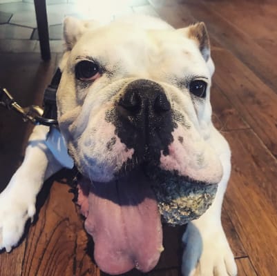 Royal canin deals american bulldog