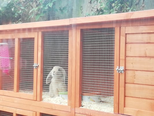 Bluebell hutch pets outlet at home