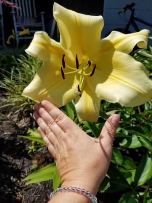 5 Lily Bulb Giant 12" Flower Big Brother Lily Live Plant Large Bulb 
