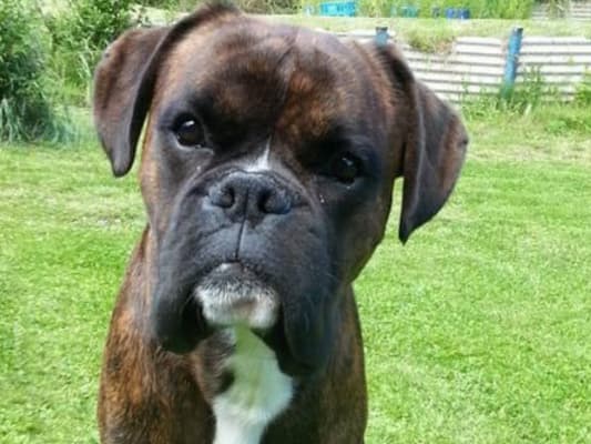 Royal canin boxer sales senior