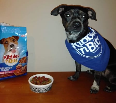 Kibbles n Bits Mini Bits Small Breed Savory Bacon Steak Flavor Dry Dog Food Post Consumer Brands
