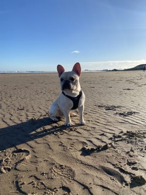 Royal Canin French Bulldog Dry Adult Dog Food 9kg Pets At Home