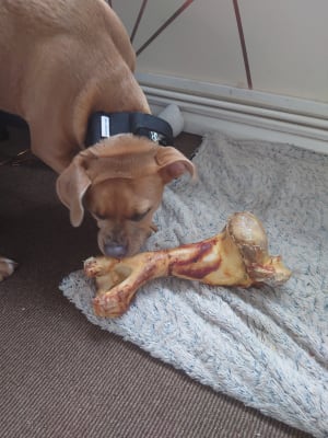 Big dog bones deals