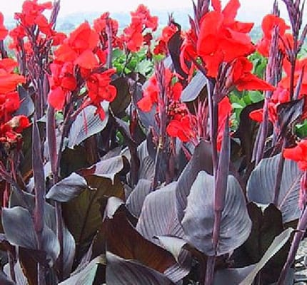 Canna Lily Bulbs Lg XL Extra Large Exotic Tropical Plant Can Get up to 6ft  Tall W. Red Flowers cana Seed Live Bulb Rhizome the President -  Canada