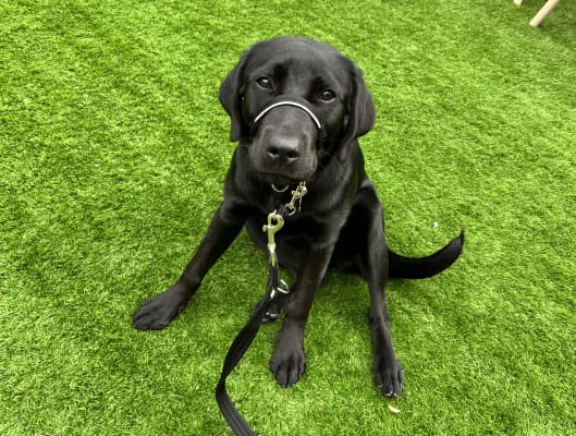 Halti labrador hot sale