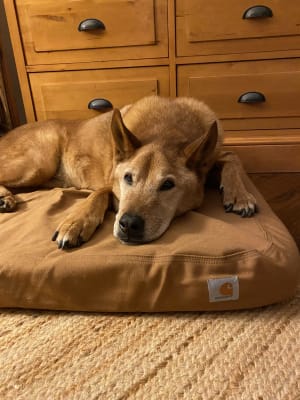 Large carhartt dog bed top