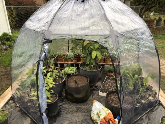 Used Great Value Large Details about   Sunbubble Style Domed Greenhouse Take a Look. 