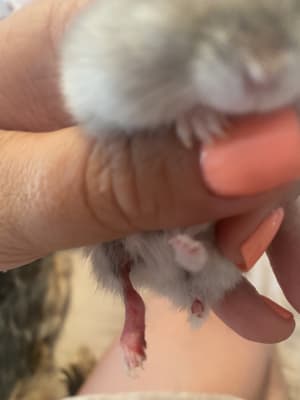 hamster climbing frame