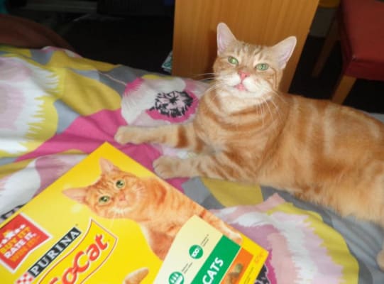 Go Cat Indoor Dry Adult Cat Food Chicken Veg 2kg Pets At Home