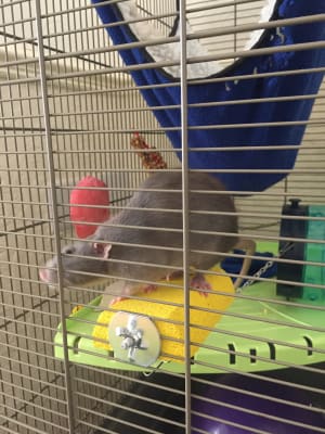 Lava outlet ledge petsmart