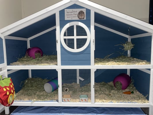 Pets at Home Foxglove Guinea Pig Hutch Blue White Pets At Home