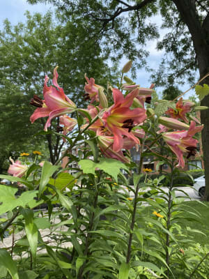 Buy Sensi Lily Tree | Lilies for Sale | Breck's Bulbs Canada