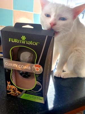 Curry comb shop for cats