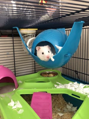 Savic bristol hamster cage discount