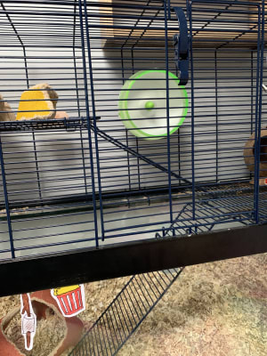 Small Animal Silent Exercise Wheel Small Pets At Home