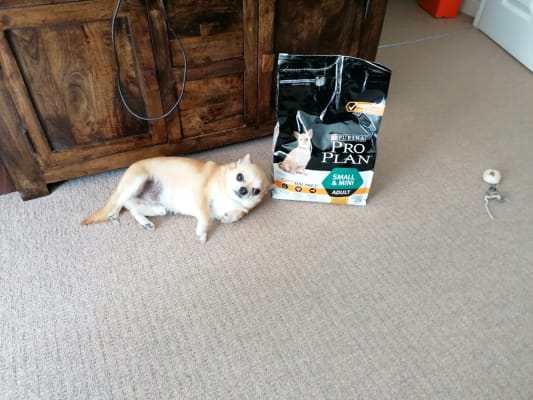 Pro Plan Everyday Nutrition Small Mini Dry Adult Dog Food