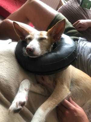 Comfy collar pets at home Clearance