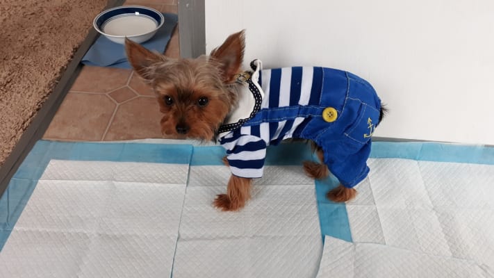 cesar millan training pads