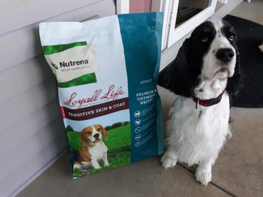 Murdoch s Nutrena Loyall Life Adult Salmon and Oatmeal Recipe Dog Food