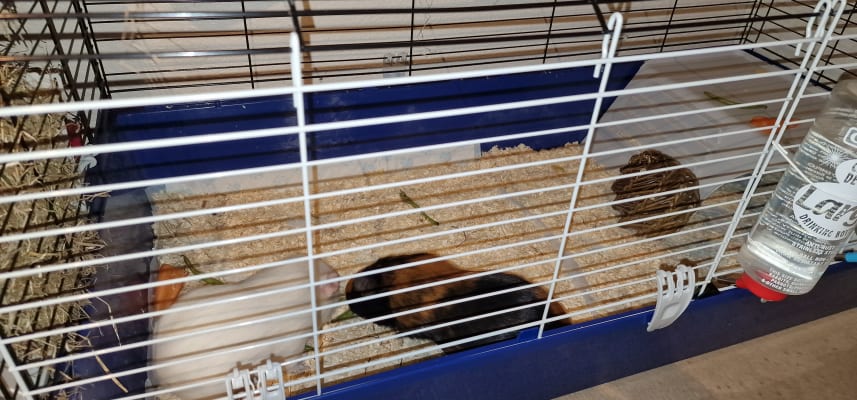 120 guinea deals pig cage