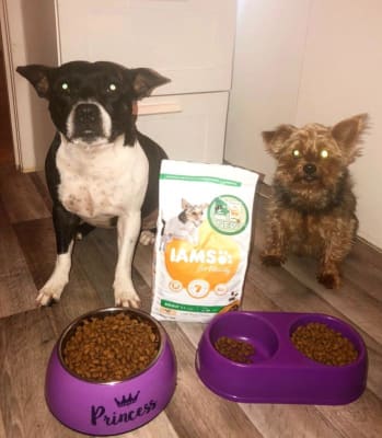 Iams yorkshire store terrier dog food