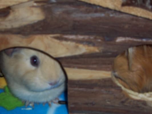 Anita hamster animal habitat modular clearance