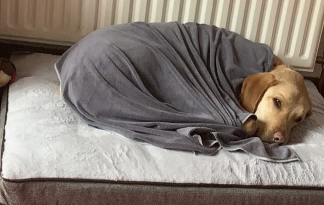 Wainwright dog new arrivals bed extra large