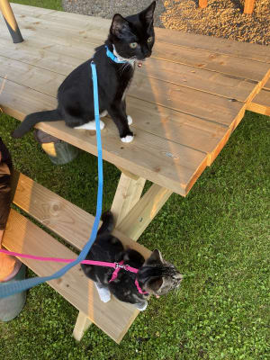 Pets at home kitten harness sales
