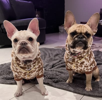 Critter hoodies discount old navy