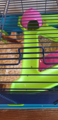 Pets at cheap home hamster heaven
