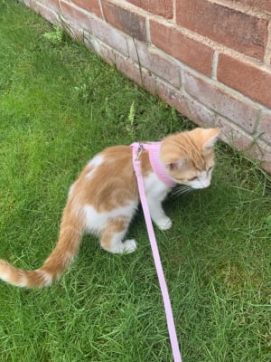 Pets at home hotsell kitten harness