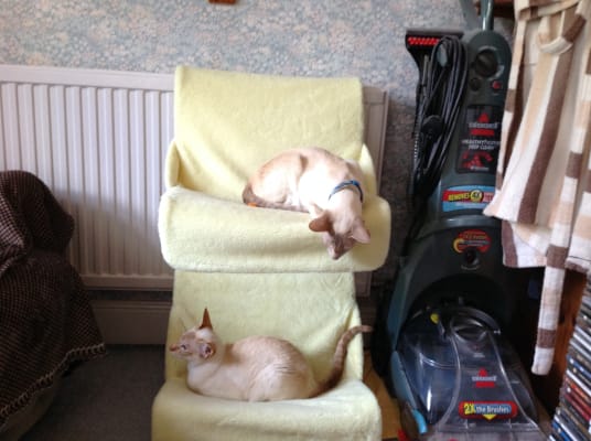 double radiator cat bed